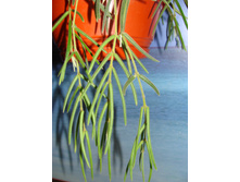 Linearis