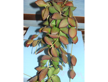 Hoya tsangii 