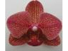 Phalaenopsis Taida Salu-red ZX 650 BR.JPG