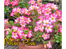 Mini Size Pink.jpg