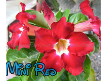 Mini Size Red.jpg