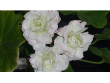 Apple Blossom Rosebud