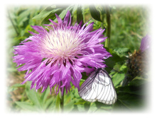 DSCN3547.JPG