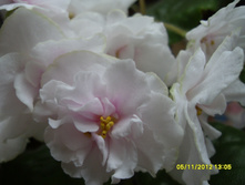 SDC12645.JPG