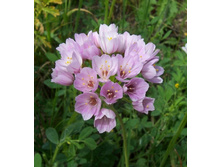 ����� ������                Allium roseum.jpg