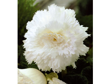 ����������� �����     FIMBRIATA WHITE.jpg