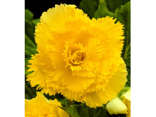 ����������� ������ FIMBRIATA YELLOW.jpg