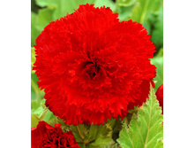 ����������� �������  FIMBRIATA RED.jpg