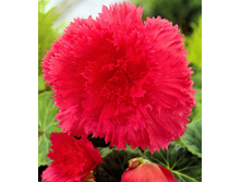 ����������� ������� FIMBRIATA PINK.jpg