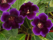 ��������                     Violacea.jpg