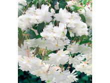 ����������� ���� ILLUMINATION WHITE.jpg
