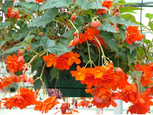 ����������� ����� ILLUMINATION ORANGE.jpg