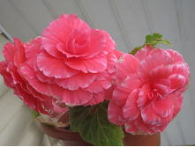 �������                     Begonia Camelia.jpg