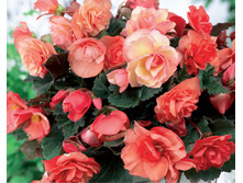 ������ �������     CASCADE ODOROSA.jpg
