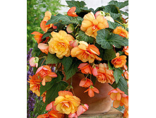 ������ ������       CASCADE SUNRAY.jpg