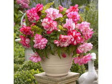 ������ �������     CASCADE FLORENCE.jpg
