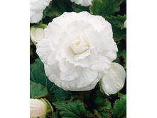 �������� �����                 DOUBLE WHITE.jpg