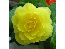 �������� ������     DOUBLE YELLOW.jpg