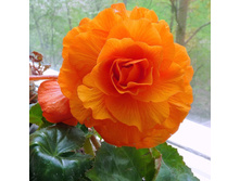 �������� ���������  DOUBLE ORANGE.jpg