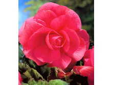 �������� �������    DOUBLE PINK.jpg