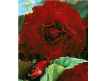 �������� �����-������� DOUBLE DARK RED.jpg