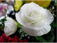��� ���� �����                           NON STOP WHITE.jpg