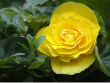 ��� ���� ������                      NON STOP YELLOW.jpg
