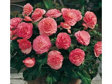 ��� ���� �������                      NON STOP PINK.jpg