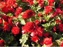 ��� ���� �������                     NON STOP SCARLET.jpg