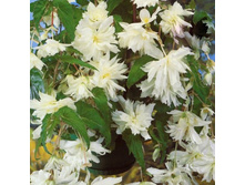 ������� �����                     PENDULA WHITE.jpg