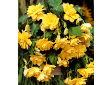 ������� ������               PENDULA YELLOW.jpg