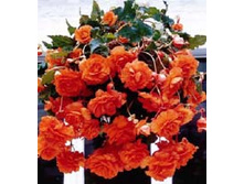 ������� ���������               PENDULA ORANGE.jpg