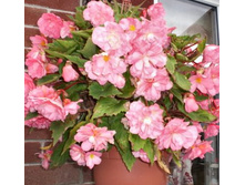 ������� �������                  PENDULA PINK.jpg