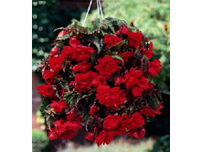 ������� �������                     PENDULA SCARLET.jpg