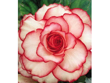 ������ ����� �������   PICOTEE WHITE RED 179�..jpg