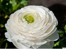 ���������� �����       Ranunculus WHITE.jpg