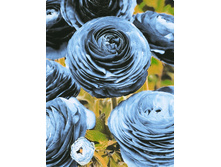���������� ������� Ranunculus Blu.jpg