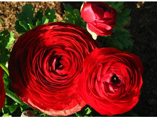 ���������� �������   Ranunculus Red.jpg