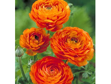 ���������� ��������� Ranunculus Orange.jpg