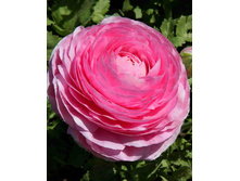 ���������� ������� Ranunculus PINK.jpg
