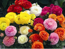 ���������� ����� ������ Ranunculus mixed.jpg
