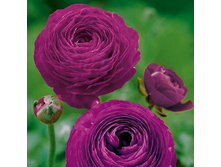 ���������� ���������-�������                             Ranunculus Purpl.jpg