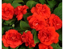 �������                     DOUBLE SCARLET.jpg