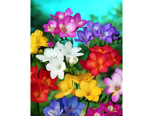 ������ �����                     Freesia mixed.jpg