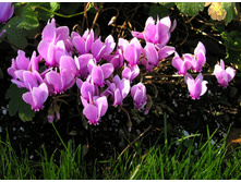 �������� �����������    Cyclamen hederifolium.jpg