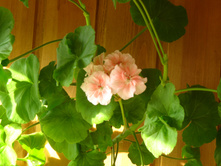 ���������� Marbacka Rose