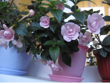 �������� Double Pink Rose