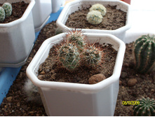 �������-Mammillaria shumannii ,�������-Mammillaria carmenae 