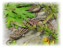 DSCN3616.JPG