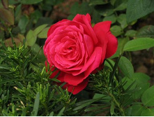 ���� ���-Alec\'s Red